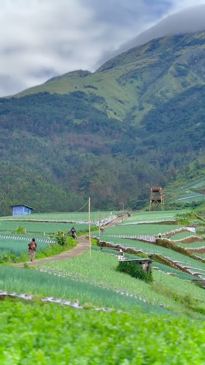 Keindahan sukomakmur magelang yuk subscribe dan share #fyp #explore #indonesia #desa #petani