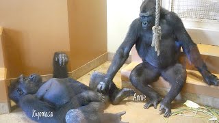 Female Gorilla Tapping Male Gorilla's Private Parts | The Shabani Group