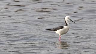 Black-winged stilt @martinpuchert7986