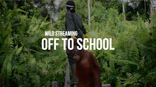 Wild Streaming Episode 1 – Off to School