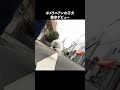 初めての散歩で飛び跳ねるポメラニアン
