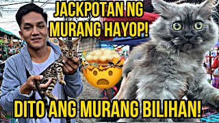 BOCAUE PET MARKET UPDATE| MGA PUSA AT ASONG SOBRANG GAGANDA BAGSAK ANG PRESYO SA BOCAUE! vlog#