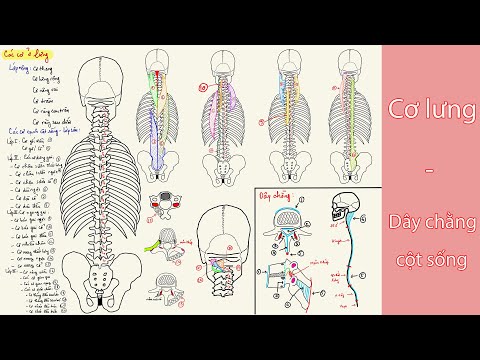 Video Bài 26: Cơ lưng_Dây chằng cột sống - youtube