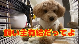 【多忙】飼い主が家にいる！？ぷぷの有給ルーティーン！ by まるで天才イヌの「ぷぷ」 268 views 4 months ago 4 minutes, 32 seconds