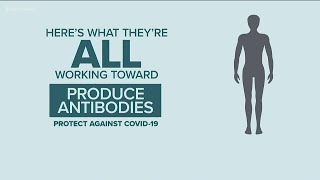 How the COVID-19 vaccines work