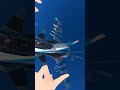 #vrchat #viralshorts #fpv #freestyle #pilot #challenge #fight #dogfight #aviation #flying #elite #vr