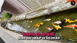 Selokan Bersih di Jepang Yang Berisi Ikan Koi Berukuran Jumbo