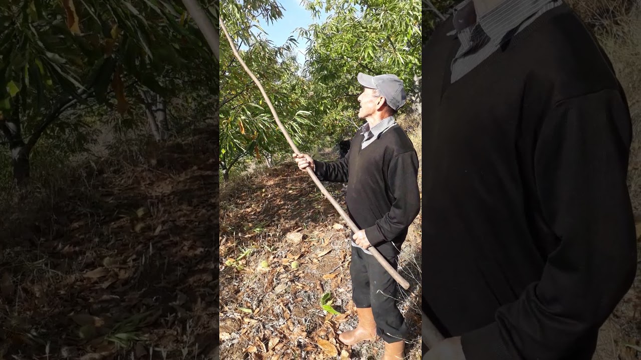 kestane nasıl cırpılır silkilir