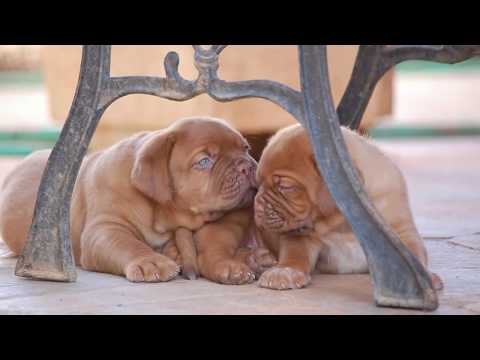 Βίντεο: Dogue De Bordeaux σκυλιά: φροντίδα και διατροφή