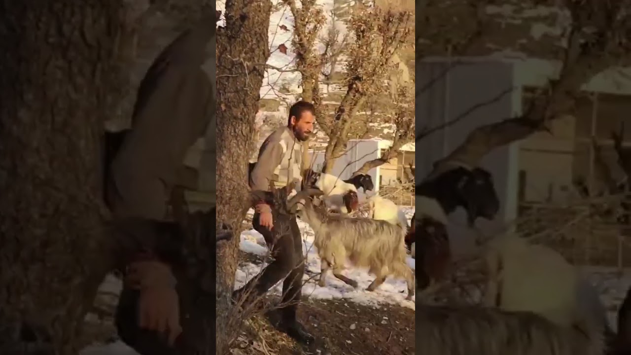 ستران: گوندێ مە ناڤا چیا/ هیدایت سلیمان/ گوندێ برکاهینێ ل دەڤەرا ئامێدیێ-Sitran Kurdî/ Gundê Kurdan