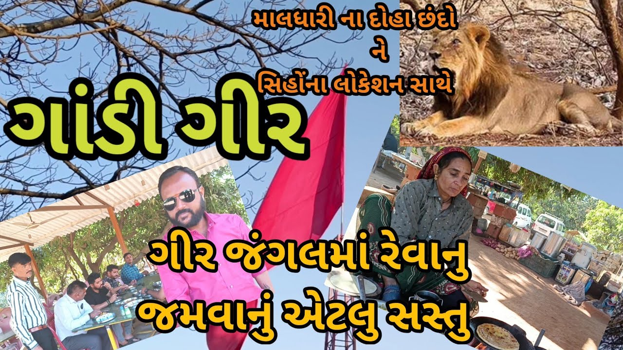 ગીર ના જંગલ માં સવાર નો અનલિમિટેડ નાસ્તો ને નેહડા ની મોજ સિંહ ના લોકેશન સાથે || sasan gir Gujarat