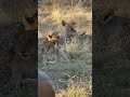 Baby Lion Cub And Mom's Affection #shorts
