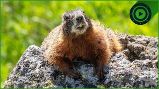 Underground Survivalists: The Private Life of Marmots
