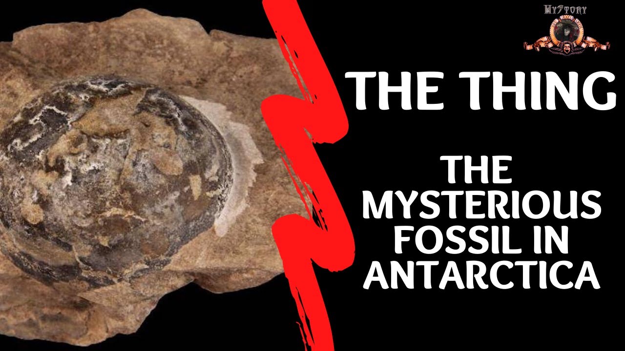 The Thing The Mysterious Fossil In Antarctica Mystery Antarctic