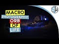 Macro photography - Orb of life