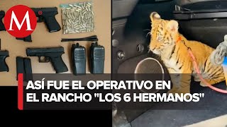 Hallan un tigre y una cebra dentro de rancho en Querétaro donde murieron cinco personas