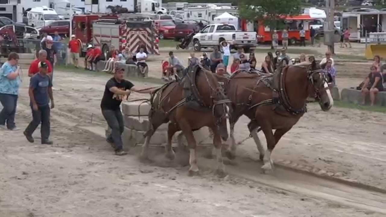 Horse Pull Competition Full Pulls 7000 and 7500 pounds Port Perry Fair
