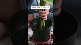 Repotting Made Easy