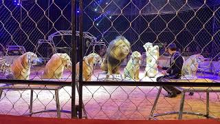 : Lions and Tigers at Dresden Weihnachtscircus