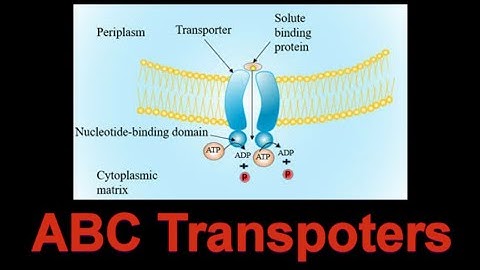 ATP Binding Cassette(ABC) Transpoters|CSIR NET| In Hindi