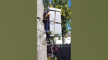 Successful swarm trap