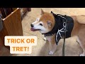 I took my shiba trick or treating he loved it