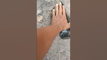 CÂU CÁ RÔ ĐỒNG TO KHỦNG quá các bạn ơi #shorts