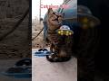 Cat sees UFO 🐈 👽 /pets/animals/cat shorts #shorts
