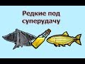 Русская Рыбалка 3.99 (Russian Fishing) Ловим редкости под суперудачу #2