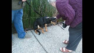 Trapper Happy Dog Rescue