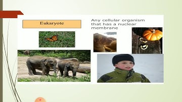 Unicellular Vs Multicellular by Dr. Vijayta Sharma, Associate Professor at Modern Group of Colleges