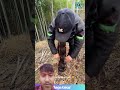 My Brain is SO HAPPY Watching This Giant Bamboo Peel!🤤 So Smooth andSatisfying! #bamboo #odd