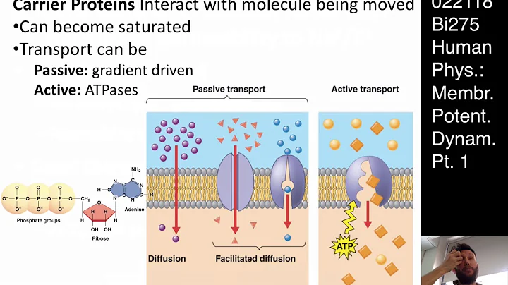 Bi275 Lecture 7 (022118): Membrane Dynamics pt. 1