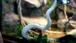 Famous Boelen Python at the San Diego Zoo Profile