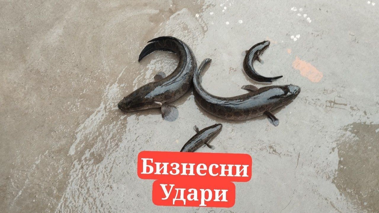 Илонбалк личенкаси Маткаси Онаси  бор +99894Икромжон