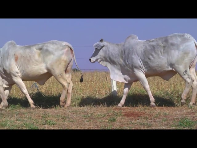 LOTE 01   11684 11375 11678 11249 mp4