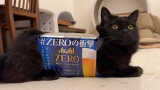 ビールが大好きだったパパにノンアルコールを勧める猫　842話 by はぴ猫日記 30,972 views 1 month ago 8 minutes, 52 seconds