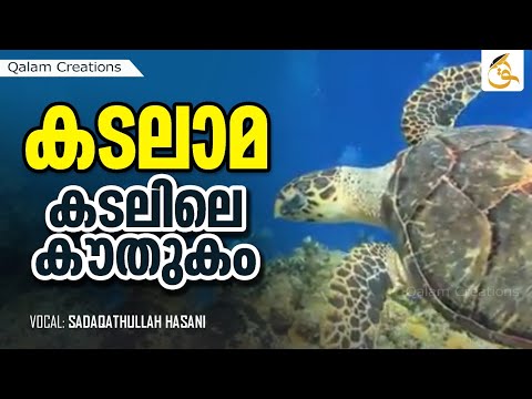 കടലാമ; കടലിലെ കൗതുകം |Amazing Creations of Allah-10 | Sadakathullah Hasani