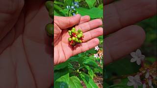 Unique Forest Flower Plucking ASMR #asmr #satisfying #nature #usa