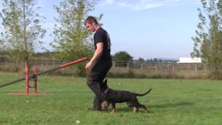 4 month old female German Shepherd puppy demonstrates focused obedience and confident agility