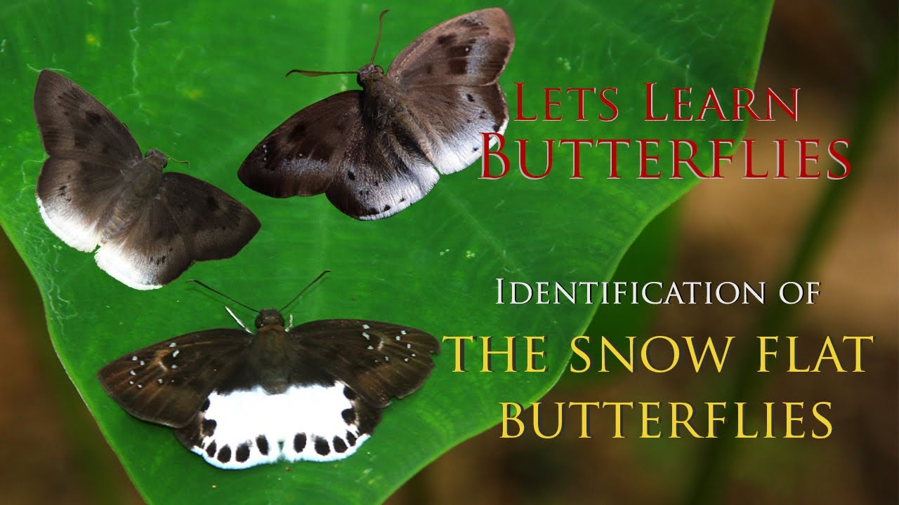 Identification of 3 Snow Flat Butterflies in Malayalam with English