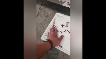 Commercial Single Channel Date Palms Core Removing Machine Red Date Pitting Machine