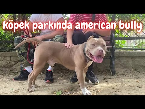 Video: Köpek Parkı Bullies