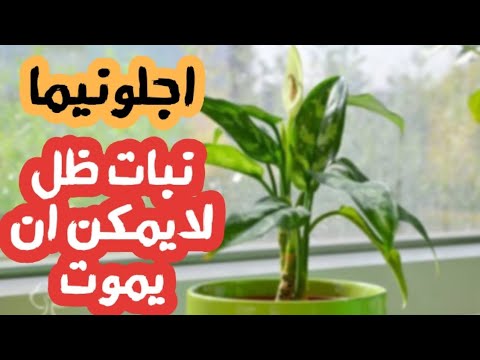 نبات ظل اجلونيما