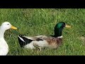 أهم الفوارق بين البط و الاوز The Most Important Differences Between Ducks And The Oz