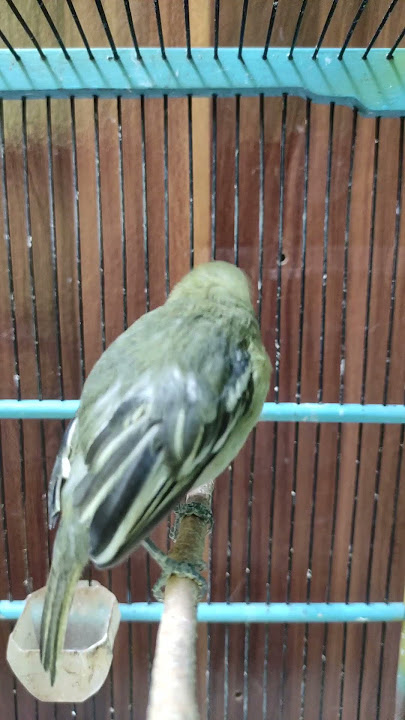 Suara Sirtu Betina