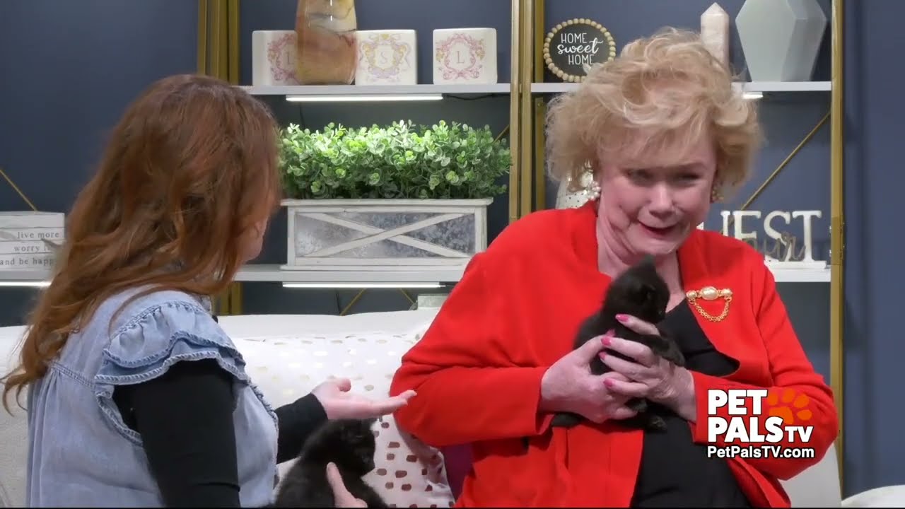 Does spending time with your cat lower your stress?