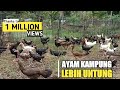 TIPS SUKSES TERNAK AYAM KAMPUNG SEMI INTENSIF BAGI PEMULA