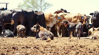 Life In The Australian Outback | Australian Working Kelpies In Action | Muster Dogs