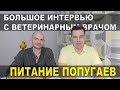 Чем кормить попугая. Интервью с ветеринарным врачом Валентином Козлитиным.